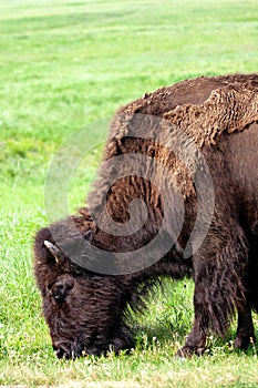 Vertical shot of a Bison grazing on the pasture of Custer State Park in Black Hills, South Dakota