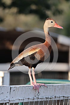 Vertical shot of a black-bellied whistling duck perched on a wooden fence