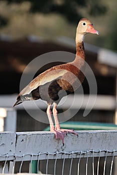Vertical shot of a black-bellied whistling duck perched on a wooden fence