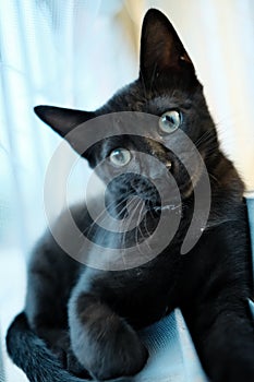 Vertical shot of a black cat staring cutely by the window