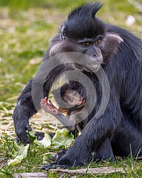 Vertical shot of a black crested mangabey (Lophocebus aterrimus) with her baby