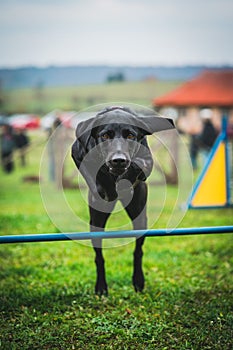 Vertical shot of a black dog jumping over an agility hurdle during a competition