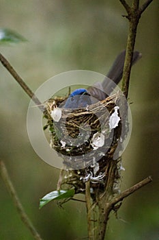 Vertical shot of black nape monarch nesting in a perfectly built nest with blurred background