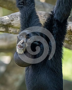 Vertical shot of a black siamang gibbon hanging on a tree branch