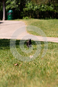 Vertical shot of a black squirrel standing on the grass and looking at the camera