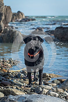 Vertical shot of a black Straight-furred retrieve standing on a rocky seaside