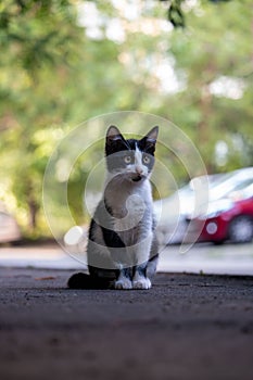 A vertical shot of a black and white cat sits on the ground near a parked car