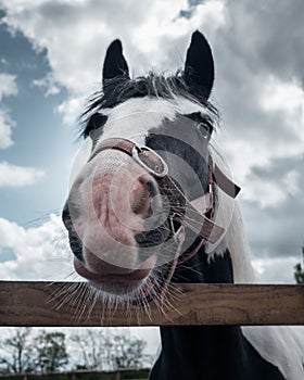 Vertical shot of a black-white horse against a cloudy sky