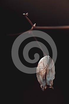 Vertical shot of a bladder campion on the black background