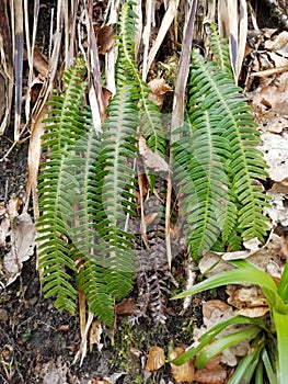 Vertical shot of a Blechnum spicant plant photo