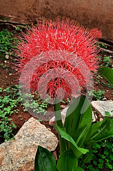 Vertical shot of blood lily flowers at a garden in India