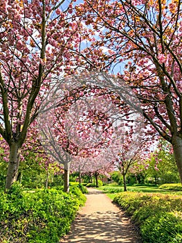 Vertical shot of blooming cherry trees in Milton Keynes, UK