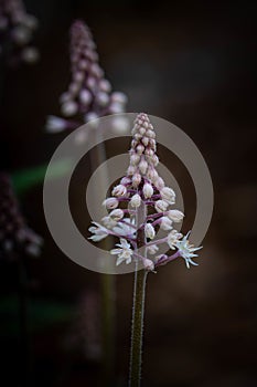 Vertical shot of a blooming foamflower in a field with a blurry background photo