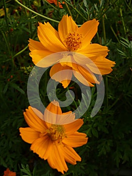 Vertical shot of blooming orange Cosmos flowers in the field at daytime