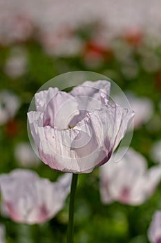 Vertical shot of blooming poppy flower isolated in blurred background