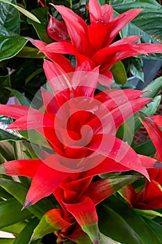 Vertical shot of a blooming red Guzmania lingulata flower