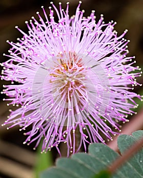 Vertical shot of blooming Shameplant flower surrounded by greenery