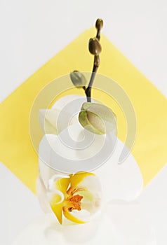 Vertical shot of blooming white phalaenopsis orchids