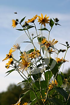 Vertical shot of blooming yellow sunroot wild sunflowers on a field