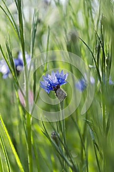 Vertical shot of blue cornflowers in the green garden.Fresh and charming wild flowers in spring