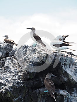 Vertical shot of blue-footed boobies on rocks