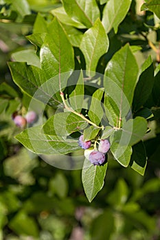 Vertical shot of a blueberry bush with blueberries on the branches under the sunlight