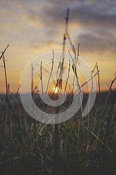 Vertical shot of a blurry golden setting sun on the background of a field with dry woods