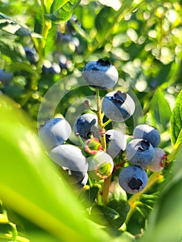 Vertical shot of Bog bilberry