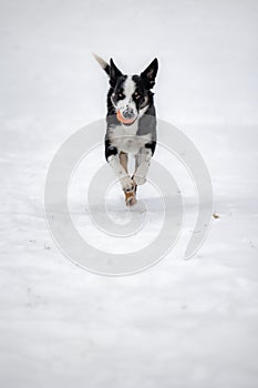 Vertical shot of a Border Collie dog running in the white snowy field towards the camera with a toy