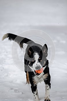 Vertical shot of a Border Collie dog running in the white snowy field towards the camera with a toy