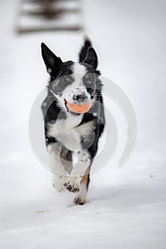 Vertical shot of a Border Collie dog running in the white snowy field towards the camera with a toy