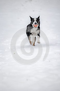 Vertical shot of a Border Collie dog running in the white snowy field towards the camera with a toy
