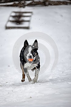 Vertical shot of a Border Collie dog running in the white snowy field towards the camera with a toy