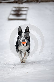 Vertical shot of a Border Collie dog running in the white snowy field towards the camera with a toy