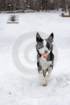 Vertical shot of a Border Collie dog running in the white snowy field towards the camera with a toy