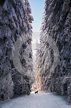 Vertical shot of border collie standing in the snow along with snow-covered pine trees