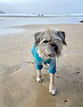 Vertical shot of a Border Terrier with a blue shirt on the sandy beach with sea in the background