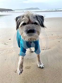 Vertical shot of a Border Terrier with a blue shirt on the sandy beach with sea in the background