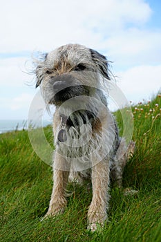 Vertical shot of a Border Terrier sitting on the grass with a confused face blue sky background