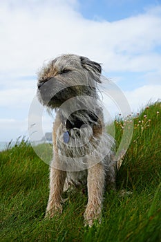 Vertical shot of a Border Terrier sitting on the grass with a confused face blue sky background