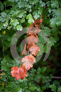 Vertical shot of a branch with red Crataegus marshallii leaves on the tree