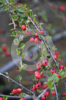 Vertical shot of branches with ripe red hawthorns