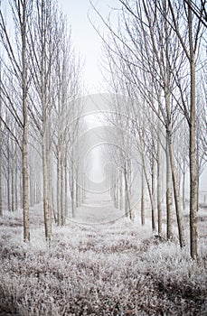 Vertical shot of breathtaking scenery of a forest with frosty bare trees - winter mystery