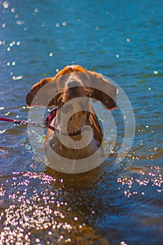 Vertical shot of a Brittany dog swimming a lake