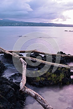 Vertical shot of broken tree trunk on rocks on the beach in Hilo, Hawaii