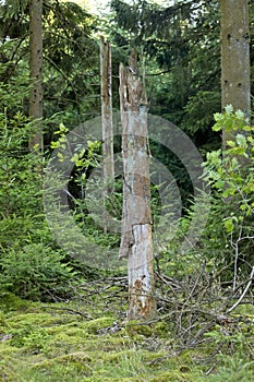 Vertical shot of broken trumps in a forest photo