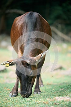 Vertical shot of a brown cow, Bos taurus, pasturing in a field