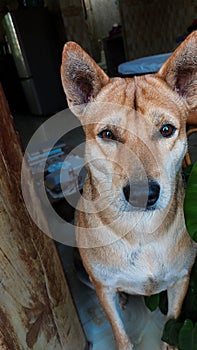Vertical shot of a brown dog waiting in the doorway to welcome owner