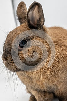 Vertical shot of a brown dwarf rabbit