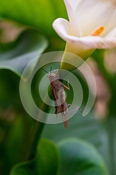 Vertical shot of a brown grasshopper on an arum-lily stem